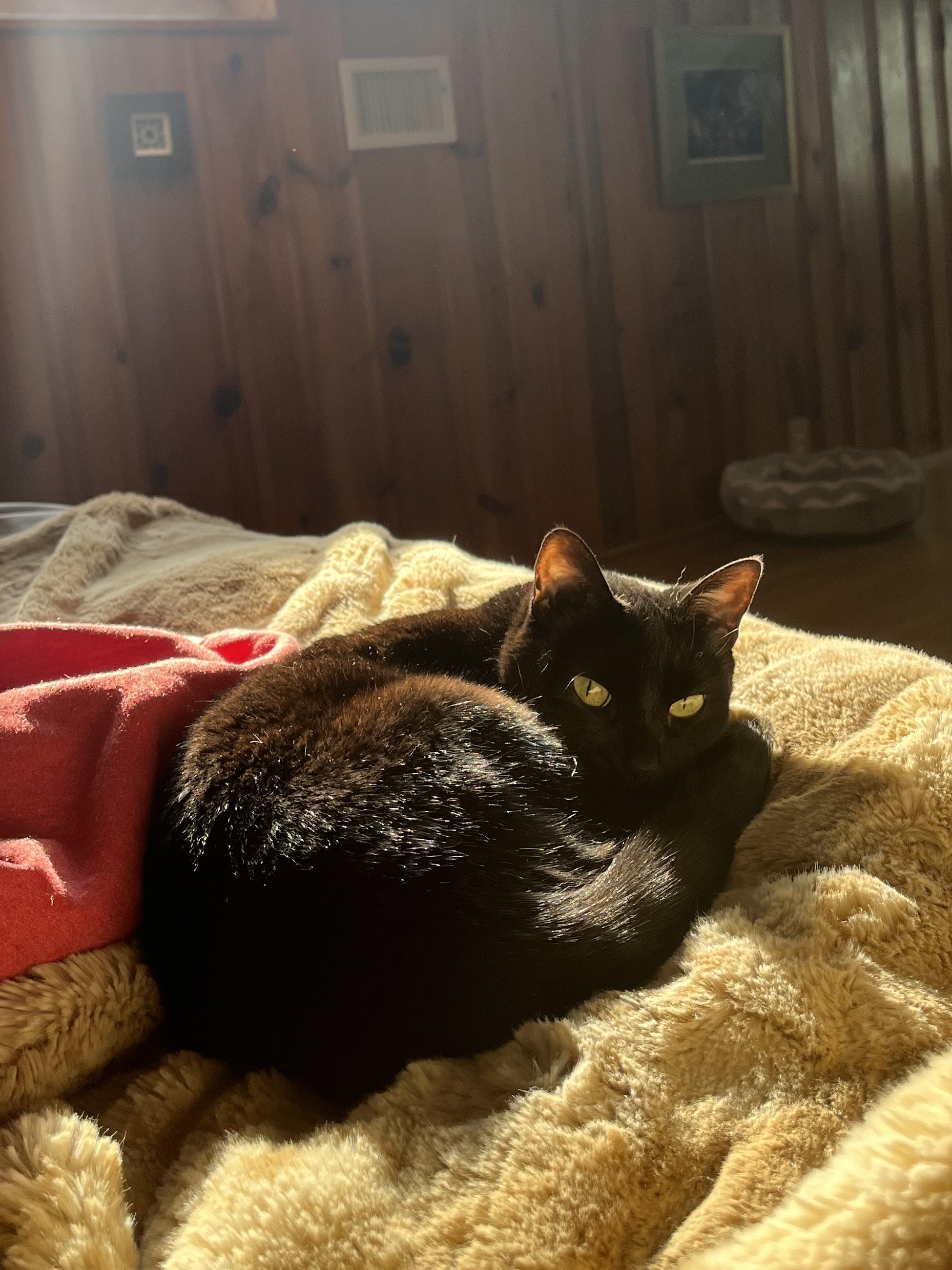 black cat lying in bed in sunlight