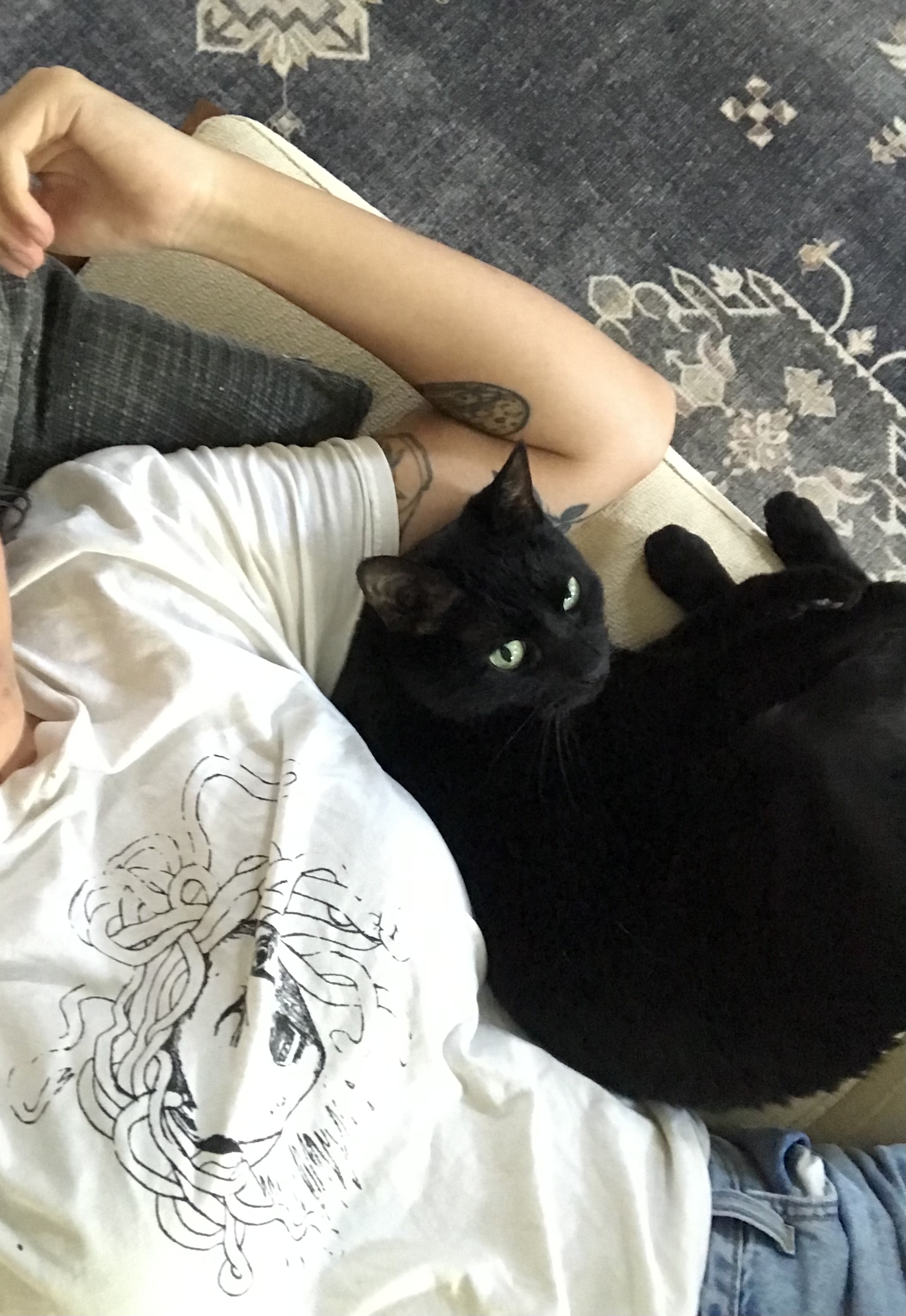 black cat cuddled up to person on couch